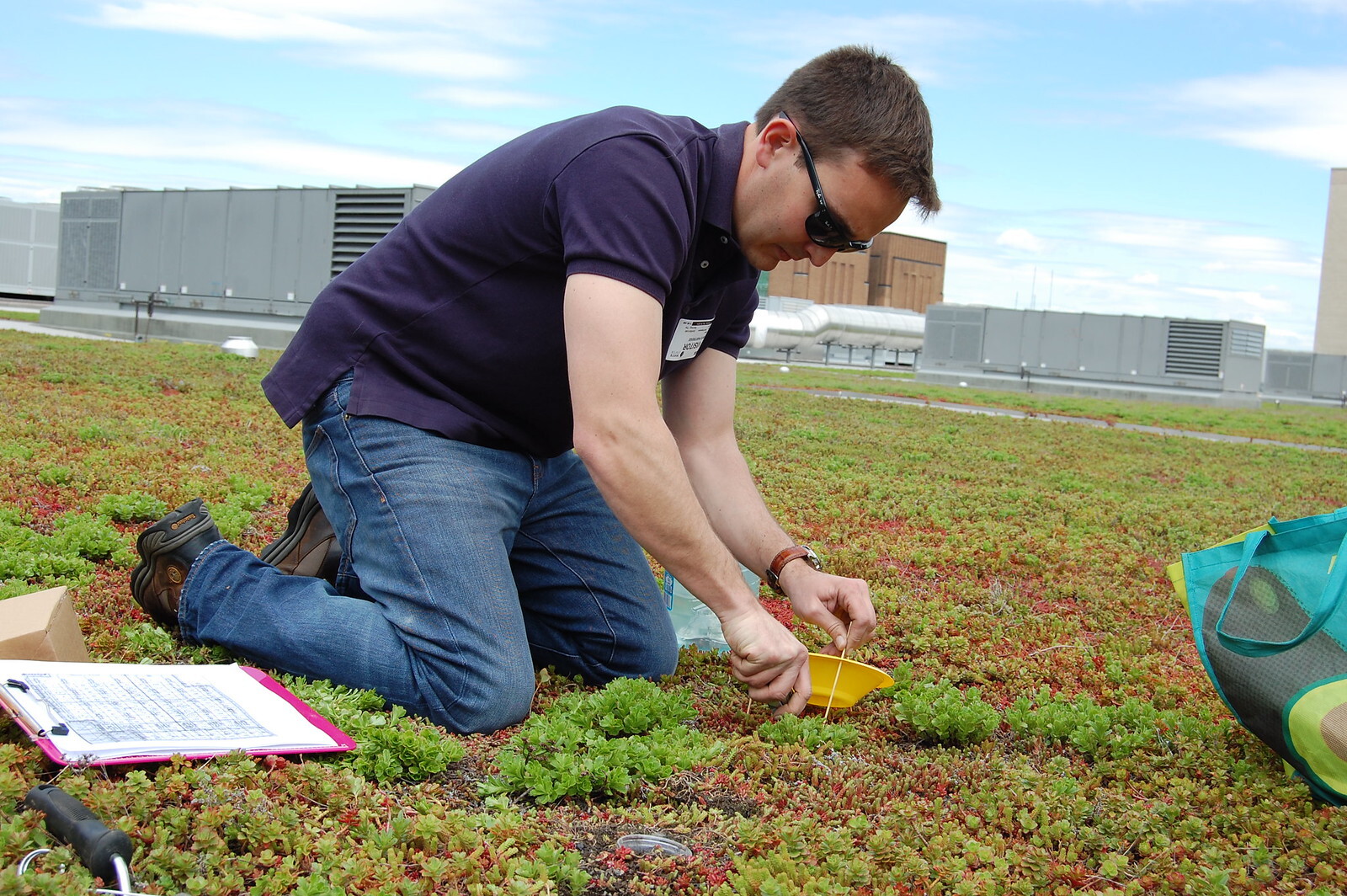 Dr. Partridge samples arthropods in the sedum of the Jacob K. Javits Convention Center green roof. Photo: NYC Audubon