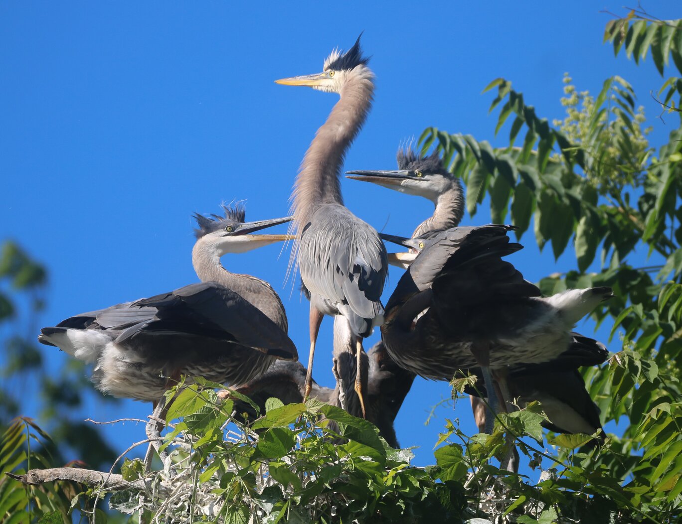 Great Blue Heron nestlings beg to be fed in Clove Lakes Park. Photo: Dave Ostapiuk