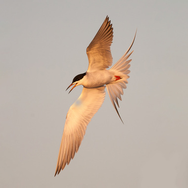 Forster's Terns have recently been found breeding in Freshkills Park. Photo: Ben Knoot/Audubon Photography Awards