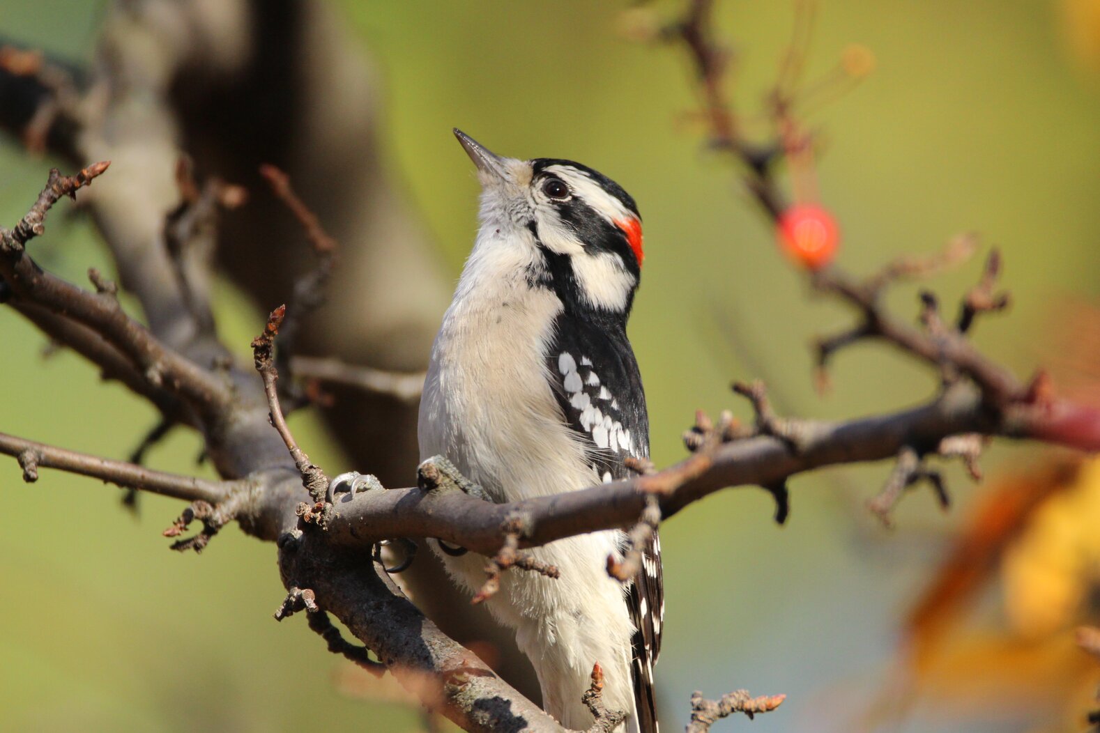 The whinnying call of the Downy Woodpecker (here, a male with his red crown patch) is heard in the woods of Riverdale Park and Raoul Wallenberg Forest Preserve. Photo: Dave Ostapiuk
