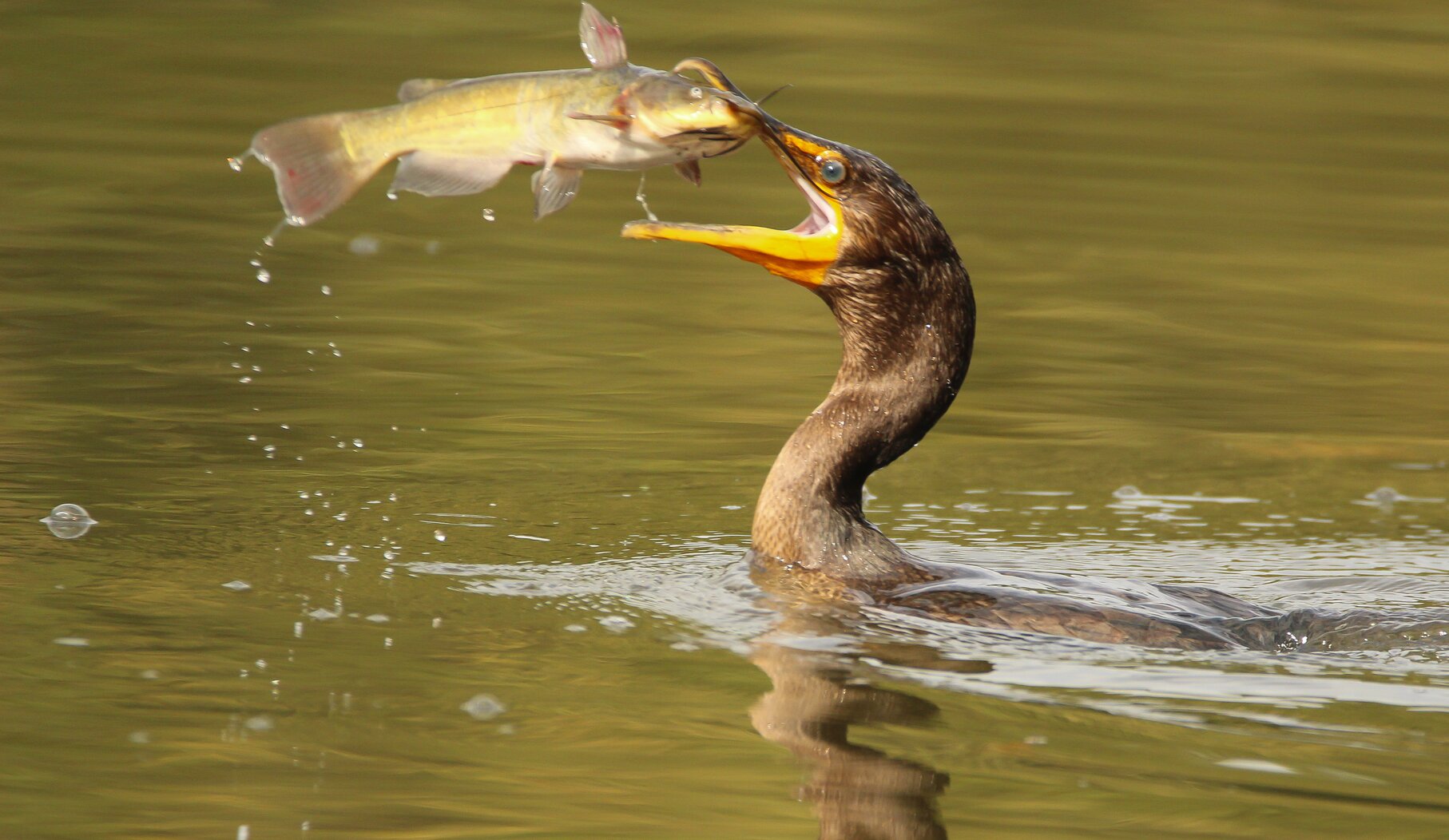 An immature Double-crested Cormorant seems to have developed good fishing skills. Photo: Dave Ostapiuk