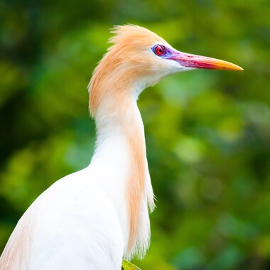 A breeding-plumaged Cattle Egret, showing intense color in the bill and face. Photo: Subash BGK/<a href="https://creativecommons.org/licenses/by-nc-nd/2.0/" target="_blank" >CC BY-NC-ND 2.0</a>
