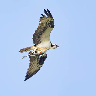 Osprey are frequenty seen hunting for fish along the Bronx coast; a pair recently nested on North Brother Island, in the upper East River. Photo: <a href="https://laurameyers.photoshelter.com/index" target="_blank">Laura Meyers</a>