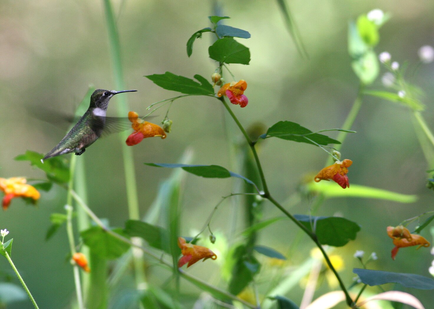 A female or young male Ruby-throated Hummingbird feeds at native Jewelweed. Photo: Will Stuart