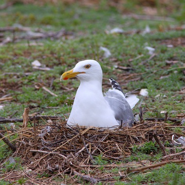 A nesting Herring Gull in Jamaica Bay. Herring gulls nest on the ground. Photo: NYC Audubon