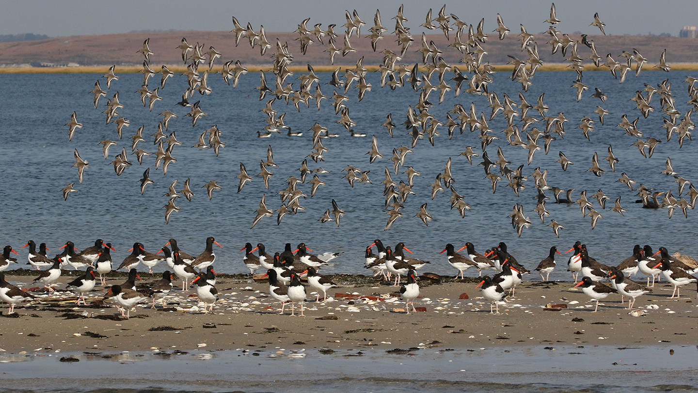 Dunlin flying amongst American Oystercatchers at Jamaica Bay. Photo: Don Riepe