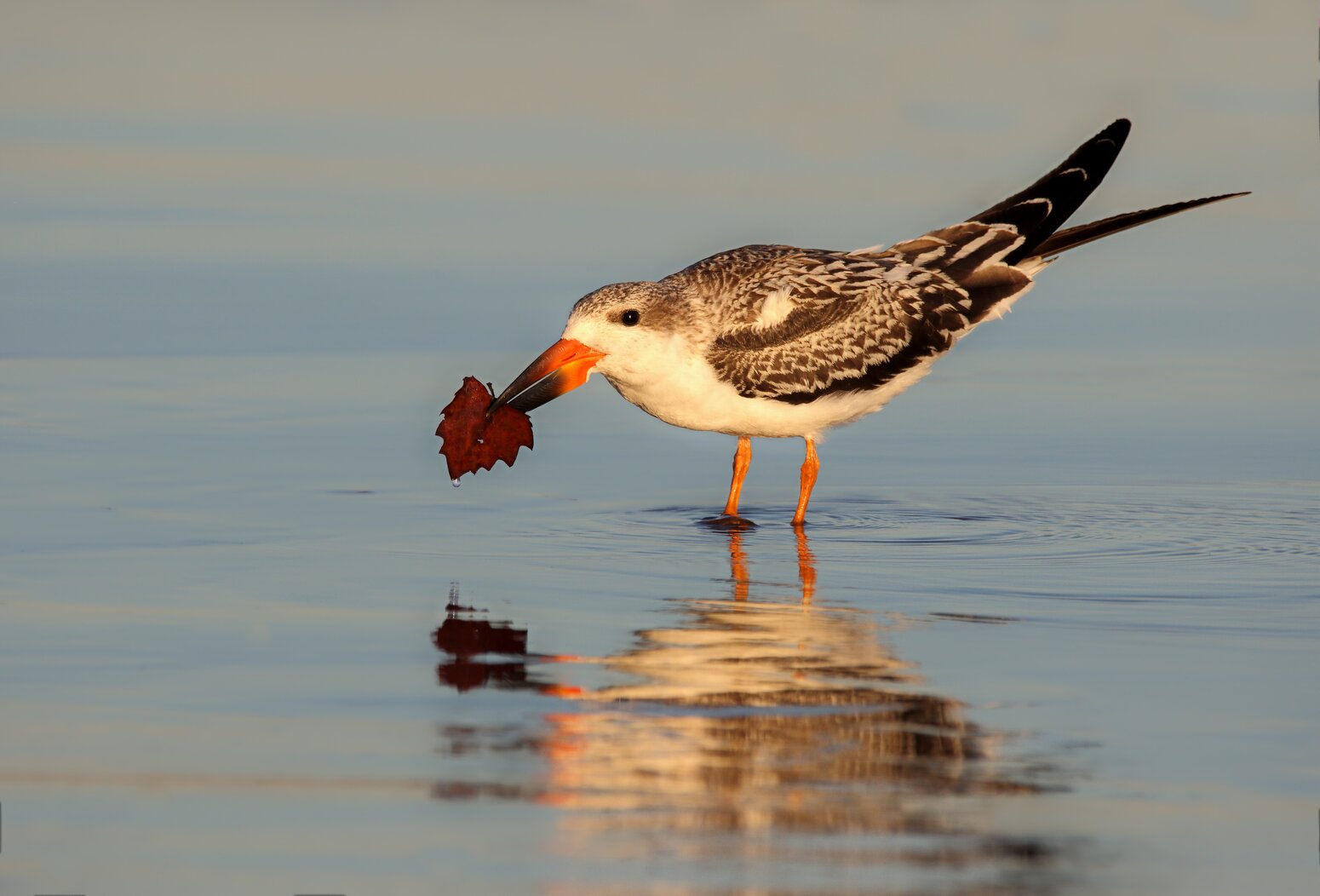 A young Black Skimmer at Midland Beach experiments with a strange object. Photo: Isaac Grant