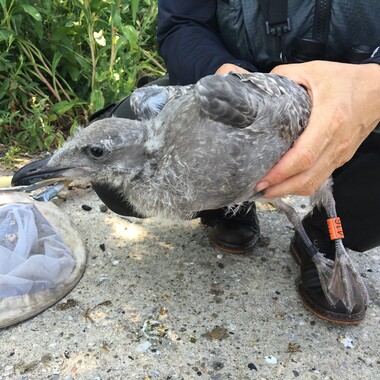 A just-banded fledgling Herring Gull on Hoffman Island. Each bird gets a metal “federal band” (with a number assigned by the U.S. Geological Survey Bird Banding Lab) and a plastic “field readable” band (the orange band on this young Herring Gull, which is larger and easier to spot by observers in the field). Photo: Debra Kriensky