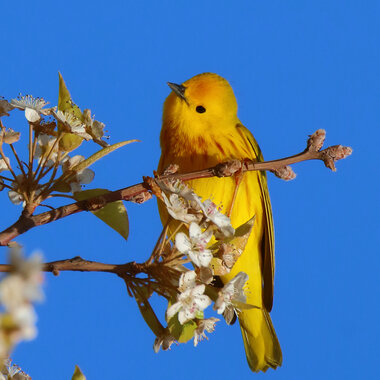 The "Sweet, sweet, sweet, I'm so sweet!" song of the Yellow Warbler is heard throughout Great Kills Park in the summertime. Photo: <a href="https://www.flickr.com/photos/51819896@N04/" target="_blank">Lawrence Pugliares</a>