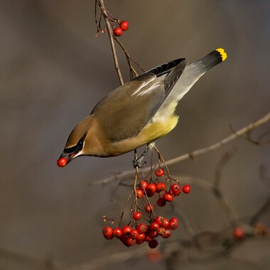 The high trill of the Cedar Waxwing can be heard year-round in  the Bronx's wooded parks. Photo: <a href="https://www.fotoportmann.com/" target="_blank">François Portmann</a>