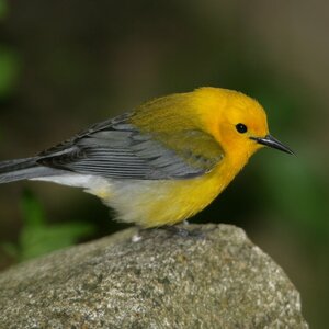 A Prothonotary Warbler takes a rest in Bryant Park. Photo: Avi Lewis