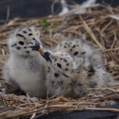 When presented with danger, young gull chicks like these will leave the nest on foot, find a hiding place (in foliage or among rocks), and sit still. Photo: Debra Kriensky