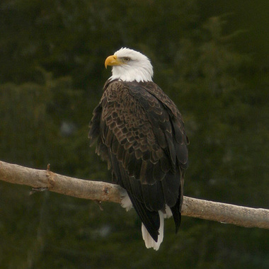 The Bald Eagle, while always an exciting sighting, has become increasingly common in New York City, and is seen with some frequency along the Hudson, particularly in the wintertime.  Photo: <a href="http://www.stevenanz.com/" target="_blank">Steve Nanz</a>