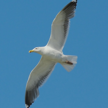 While the black wings and back of the Great Black-backed Gull are very distinct when viewed from above, from below, it can be harder to differentiate this species from the Herring Gull. Careful observation reveals the darkness of the upper wing through the primary and secondary feathers, however. Photo: Stefan Berndtsson/<a href="https://creativecommons.org/licenses/by-nc/2.0/" target="_blank" >CC BY 2.0</a>
