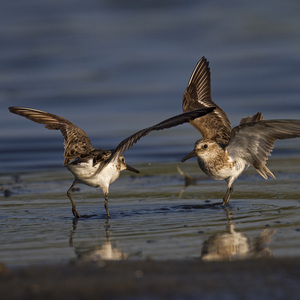 <a name="profiles"></a>Two Semipalmated Sandpipers “face off” in Jamaica Bay. Male Semipalmated Sandpipers normally precede females during spring migration, and set up territories on northern breeding grounds before the females arrive. Photo: <a href="http://www.fotoportmann.com/" target="_blank" >François Portmann</a>