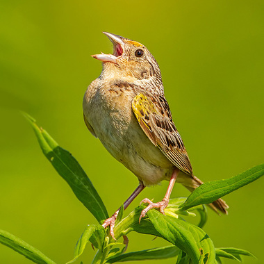 Grasshopper Sparrows are going gangbusters in Freshkills Park: in 2020, over 50 pairs nested. Photo: <a href="https://www.pbase.com/btblue" target="_blank">Lloyd Spitalnik</a>